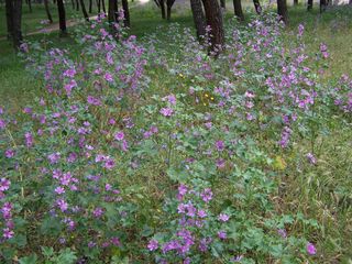 El Bosque de los Enanos.