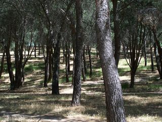 Fotografía del Bosque de los Enanos