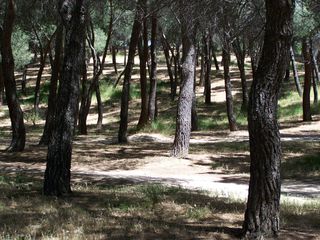 Fotografía del Bosque de los Enanos