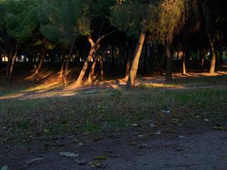 Fotografía del Bosque de los Enanos