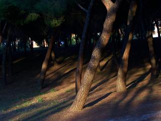 Fotografía del Bosque de los Enanos