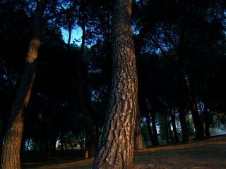 Fotografía del Bosque de los Enanos