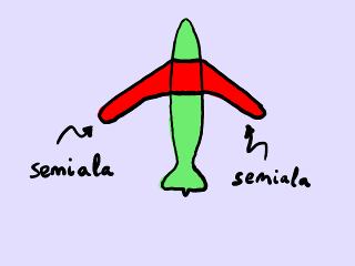 Esquema de las semialas de un avión.