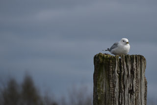 Gaviota.