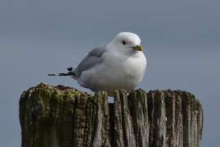 Gaviota.