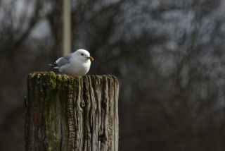 Gaviota.