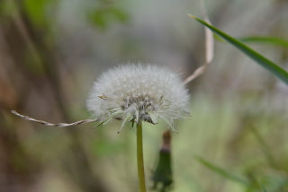 Diente de león.