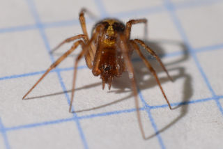 Una araña vista de frente.