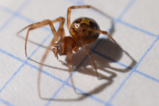 Una araña vista de lado.