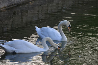 Dos cisnes.