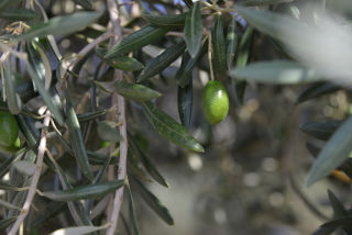 Aceituna.