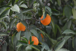 Naranjas.