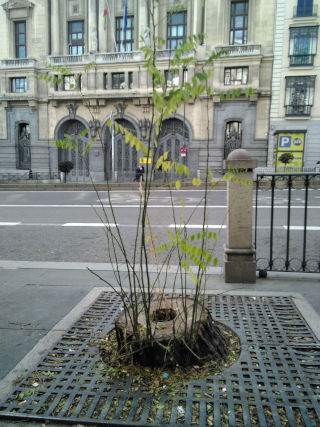 Árbol cortado que se resiste a morir.