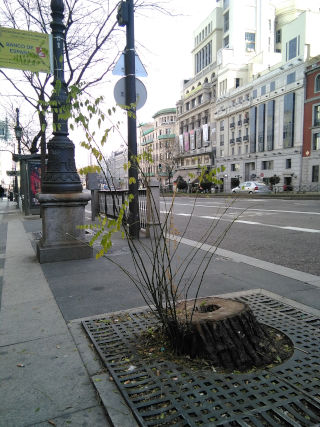 Otra vista del árbol cortado que se resiste a morir.