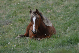 Caballo.