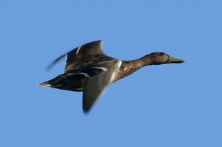 Fotografía de un pato volando.