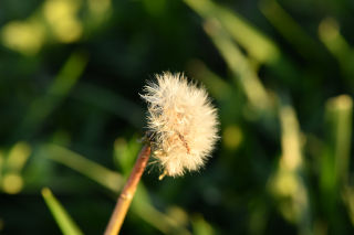 Un diente de león.