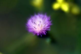 Fotografía de un cardo tomada con una lente de
          efectos especiales.