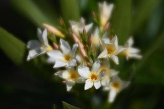 Fotografía de una flor tomada con una lente con mucha
     aberración esférica.