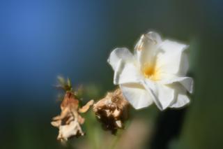 Fotografía de una flor tomada con una lente con mucha
     aberración esférica.