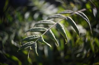 Fotografía de unas hojas tomada con una lente similar a una
     Petzval.