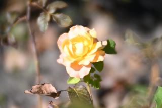 Fotografía de una flor tomada con una lente con mucha
     aberración esférica.