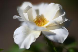 Fotografía de una flor tomada con una lente con mucha
     aberración esférica.