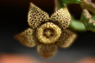Fotografía de una flor tomada con una lente con mucha
     aberración esférica.