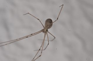Araña con sus ojos de araña y sus patas de araña pasando el rato.