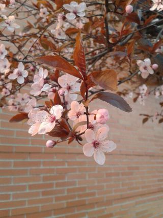 Florecillas.