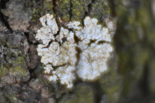 Fotografía de un liquen tomada con una lente de
          efectos especiales.