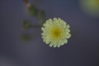 Fotografía de una flor tomada con una lente con mucha
     aberración esférica.