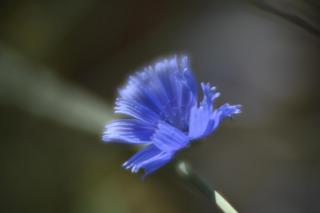 Fotografía de una flor tomada con una lente con mucha
     aberración esférica.